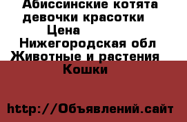 Абиссинские котята.девочки красотки. › Цена ­ 17 000 - Нижегородская обл. Животные и растения » Кошки   